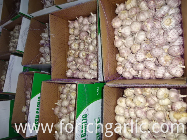 Normal Garlic Jinxiang 2019